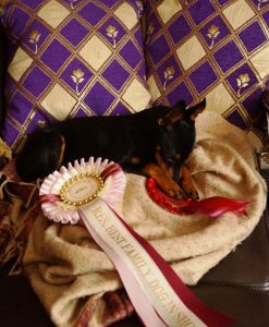 ©Appletor English Toy Terriers